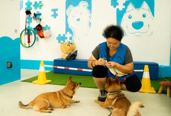 中金辰大 巴西来的宠物学校“校长”：教你与“毛孩子”相处 | 上海滩上“洋掌柜”